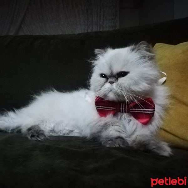İran Kedisi (Persian), Kedi  Pamuk fotoğrafı