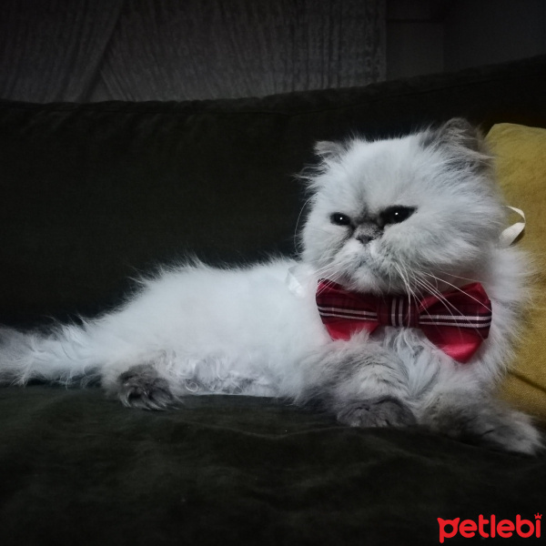 İran Kedisi (Persian), Kedi  Pamuk fotoğrafı