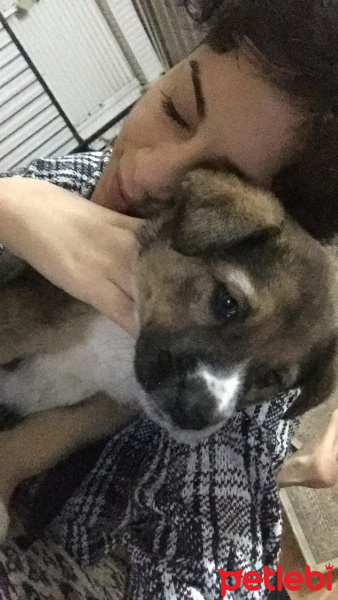 Sokö (Sokak Köpeği), Köpek  Zero fotoğrafı