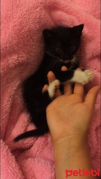 Tuxedo (Smokin) Kedi, Kedi  Betty fotoğrafı