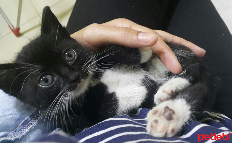 Tuxedo (Smokin) Kedi, Kedi  Betty fotoğrafı