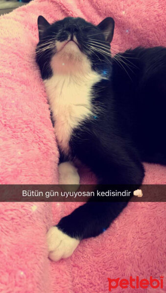 Tuxedo (Smokin) Kedi, Kedi  Betty fotoğrafı