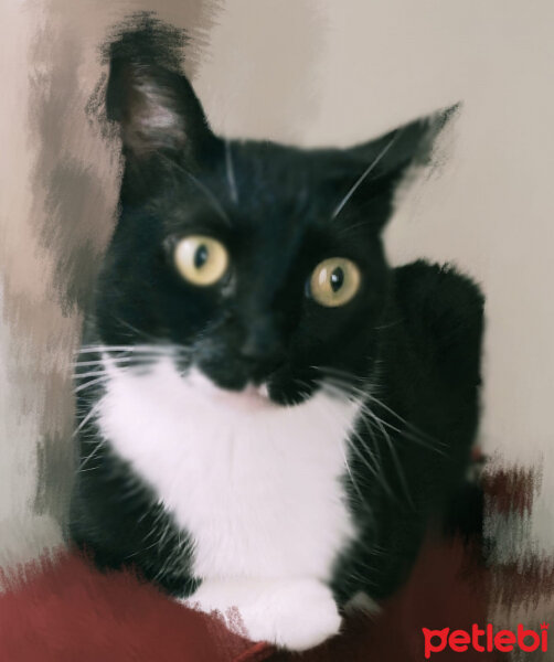 Tuxedo (Smokin) Kedi, Kedi  Betty fotoğrafı