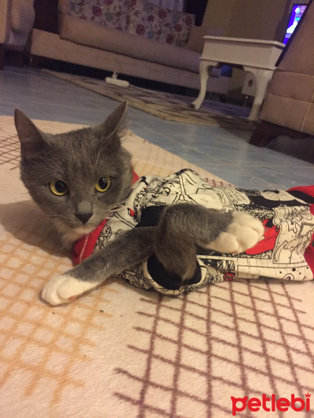 Mavi Rus, Kedi  Pamuk fotoğrafı