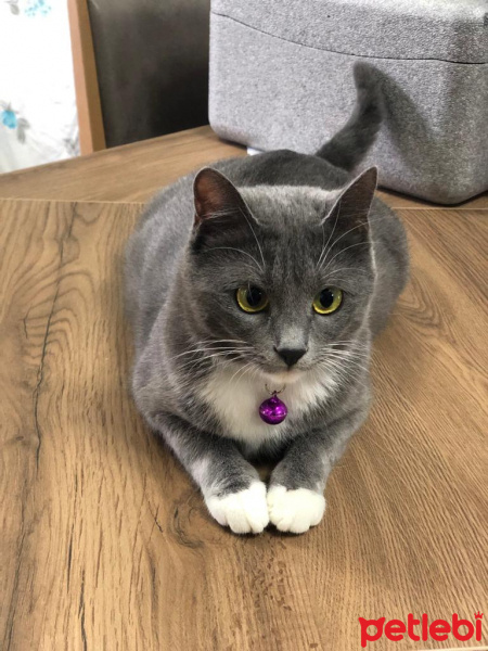 Mavi Rus, Kedi  Pamuk fotoğrafı