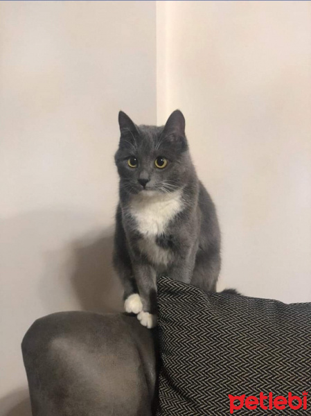 Mavi Rus, Kedi  Pamuk fotoğrafı