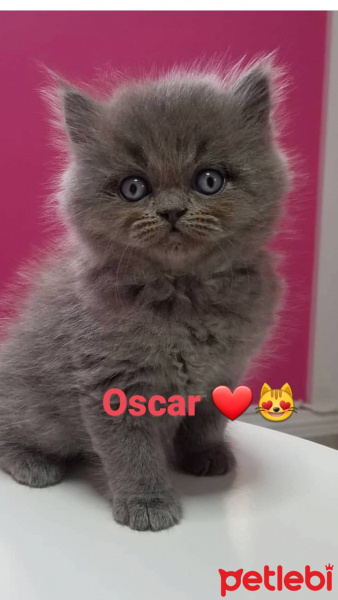 British Shorthair, Kedi  Oscar fotoğrafı