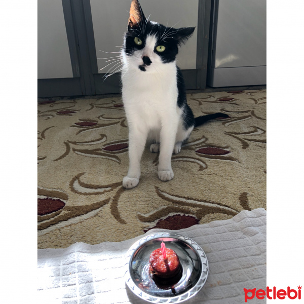 Tekir Kedi, Kedi  Fiona fotoğrafı