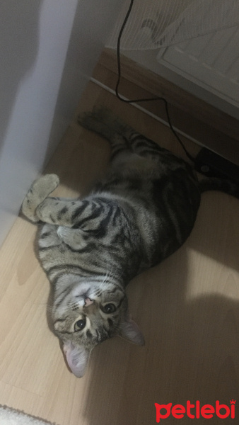 Tekir Kedi, Kedi  Minik fotoğrafı