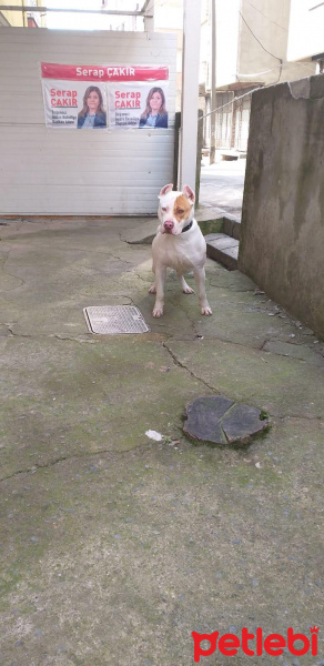 Amerikan Pitbull Terrier, Köpek  King fotoğrafı