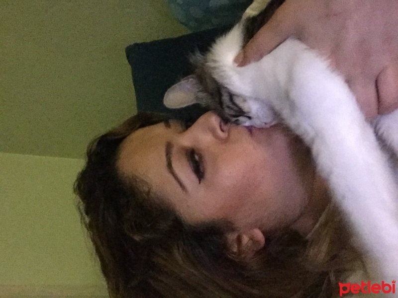 Tekir Kedi, Kedi  Müezza fotoğrafı