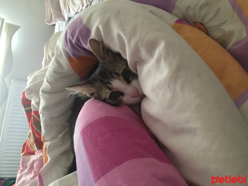 Tekir Kedi, Kedi  Müezza fotoğrafı
