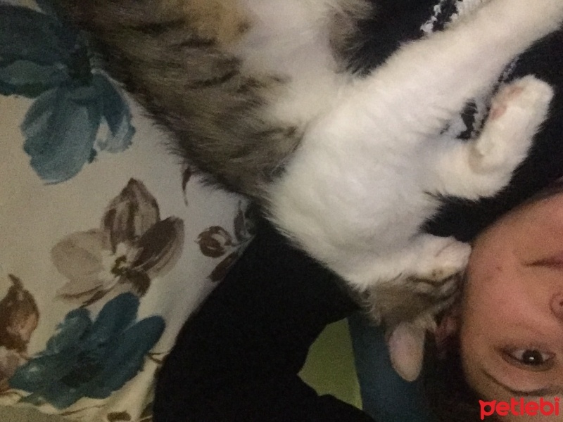 Tekir Kedi, Kedi  Müezza fotoğrafı