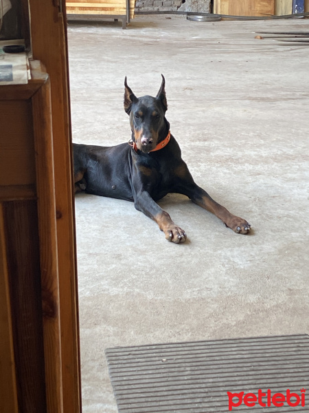 Doberman Pinscher, Köpek  Flash fotoğrafı
