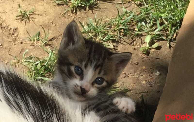 Tekir Kedi, Kedi  Yavrular fotoğrafı