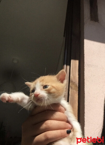 Tekir Kedi, Kedi  Yavrular fotoğrafı