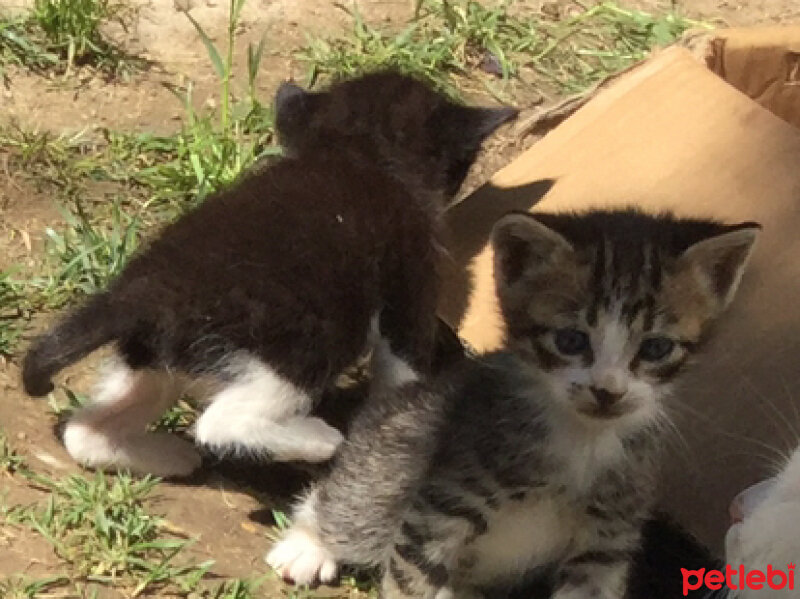 Tekir Kedi, Kedi  Yavrular fotoğrafı