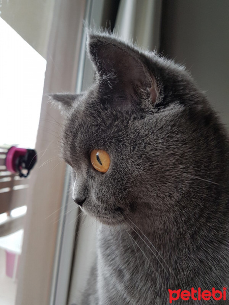 British Shorthair, Kedi  Mia fotoğrafı