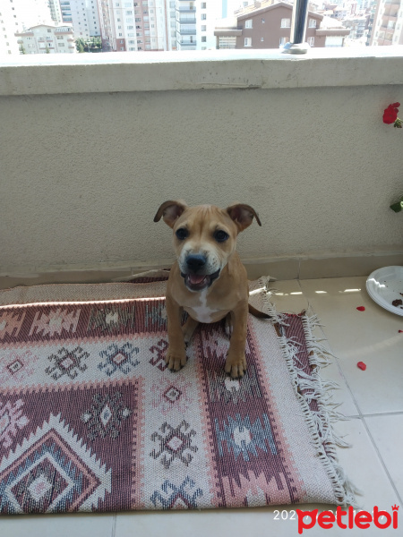 Amerikan Staffordshire Terrier, Köpek  Miya fotoğrafı