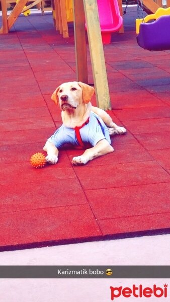 Labrador Retriever, Köpek  bobo fotoğrafı