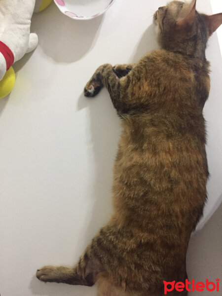 Tekir Kedi, Kedi  Fıstık fotoğrafı