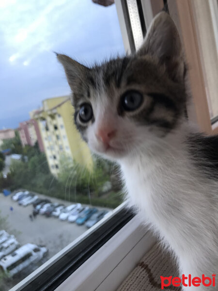 Tekir Kedi, Kedi  Kata fotoğrafı