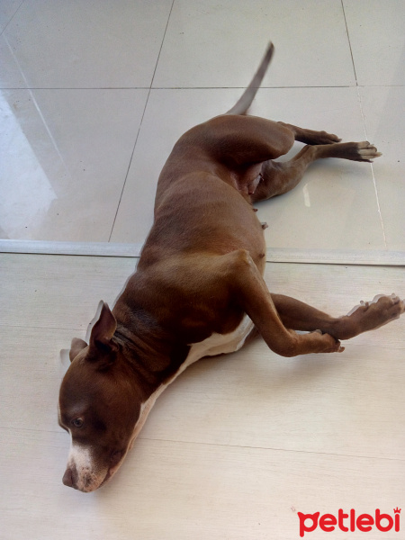 Dogo Arjantin, Köpek  Eva fotoğrafı