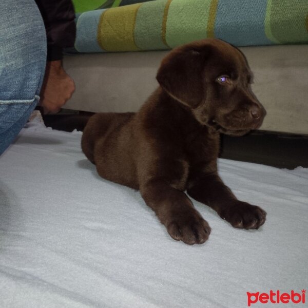 Labrador Retriever, Köpek  Alex fotoğrafı