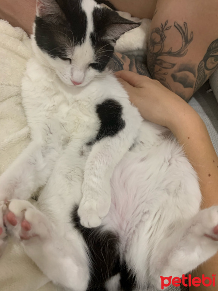 Tekir Kedi, Kedi  İncir fotoğrafı