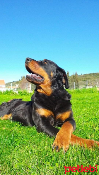 Rottweiler, Köpek  Gaia fotoğrafı