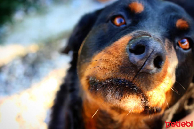 Rottweiler, Köpek  Gaia fotoğrafı
