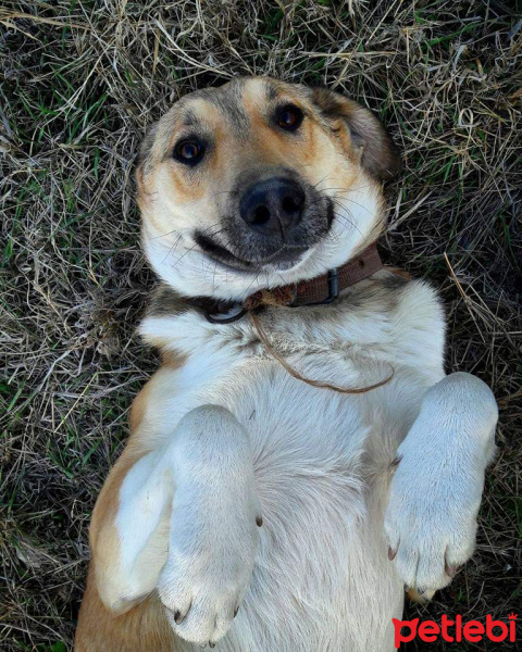 Sokö (Sokak Köpeği), Köpek  Yaban fotoğrafı