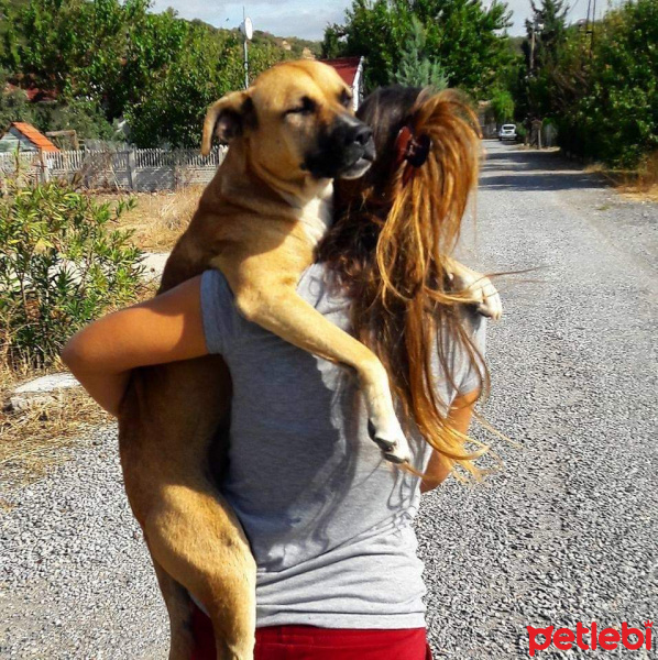 Sokö (Sokak Köpeği), Köpek  Boxy fotoğrafı