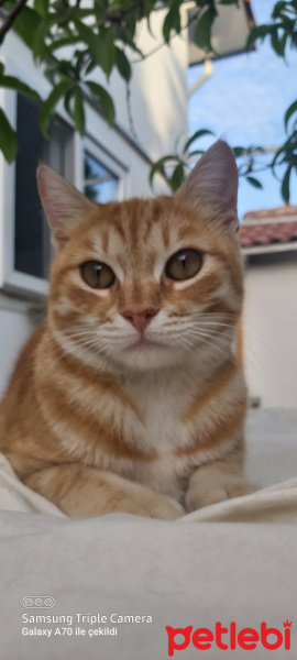 Sarman, Kedi  Mois fotoğrafı