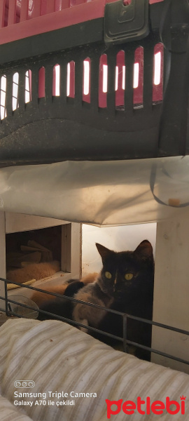 Bombay, Kedi  Opis fotoğrafı