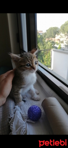 Tekir Kedi, Kedi  Çakıl fotoğrafı