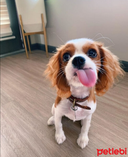 Cavalier King Charles Spanieli, Köpek  Tina fotoğrafı