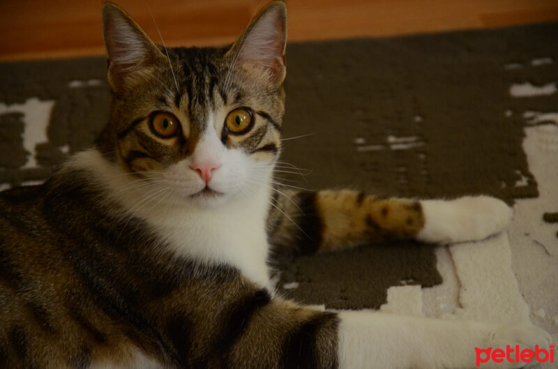 Tekir Kedi, Kedi  Niloş fotoğrafı