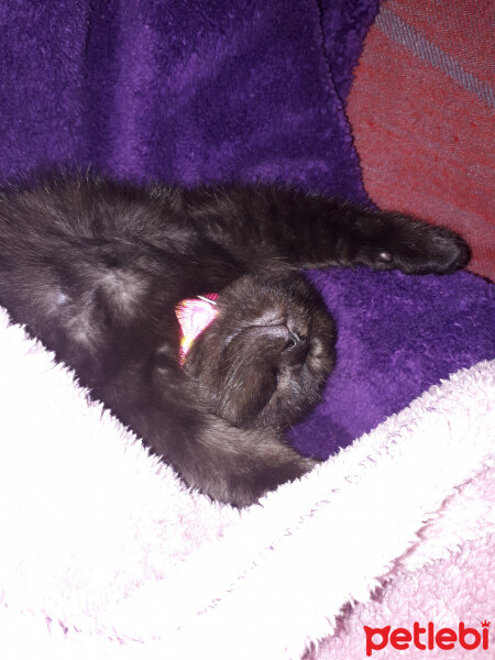 Scottish Fold, Kedi  Gece fotoğrafı