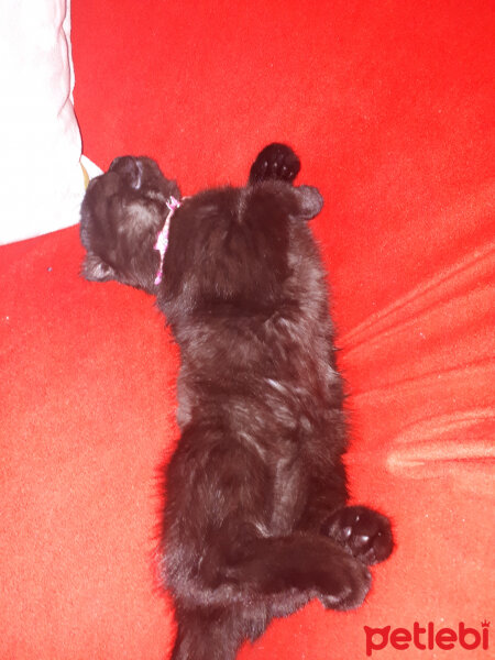 Scottish Fold, Kedi  Gece fotoğrafı