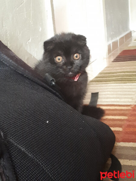 Scottish Fold, Kedi  Gece fotoğrafı