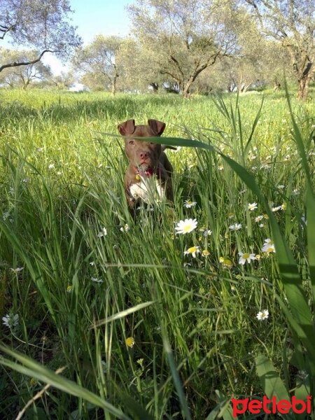 Amerikan Pitbull Terrier, Köpek  RAŞA fotoğrafı