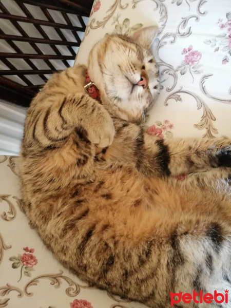 Tekir Kedi, Kedi  Reno fotoğrafı