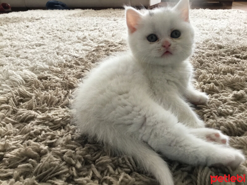 Scottish Fold, Kedi  Beyaz fotoğrafı