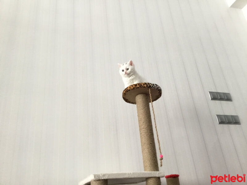 Scottish Fold, Kedi  Beyaz fotoğrafı