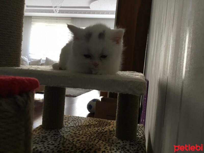 Scottish Fold, Kedi  Beyaz fotoğrafı