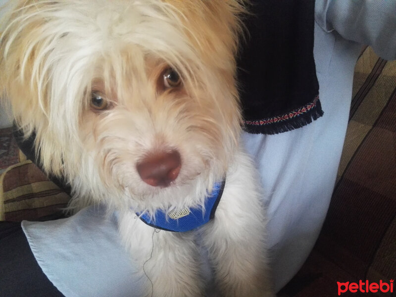 Maltese, Köpek  Oscar fotoğrafı