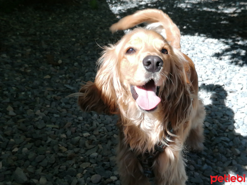 İngiliz Cocker Spaniel, Köpek  May fotoğrafı