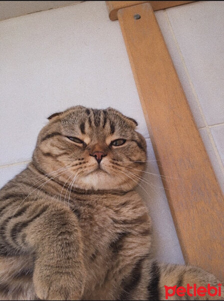 Scottish Fold, Kedi  Leo fotoğrafı