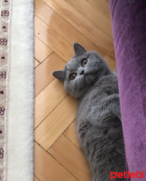 British Shorthair, Kedi  Miyu fotoğrafı